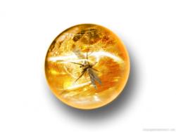 in amber